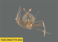 藏品(龍蝦幼體)的圖片